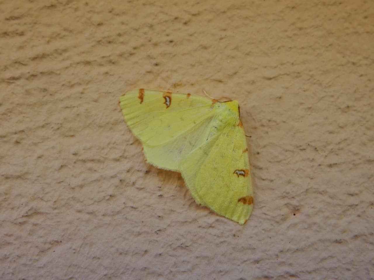 Opisthograptis luteolata?  S�